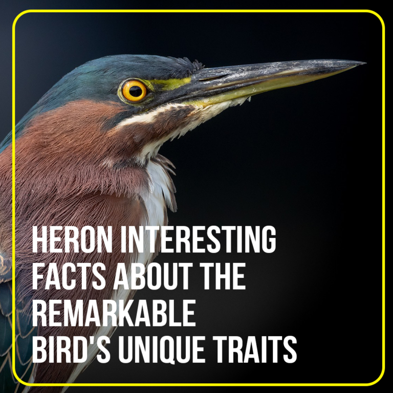 Heron Interesting facts about the remarkable Birds unique traits
